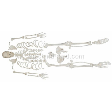 Esqueleto desarticulado con cráneo